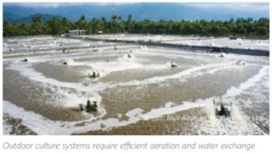 Hệ thống nuôi ngoài trời đòi hỏi việc sục khí và thay nước hiệu quả