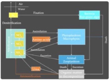 Minh họa chu trình nitơ