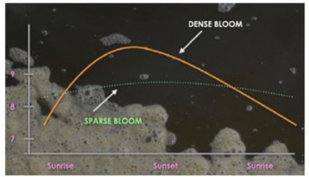 Minh họa sự dao động pH vào ban ngày trong thời kỳ nở hoa của thực vật phù du