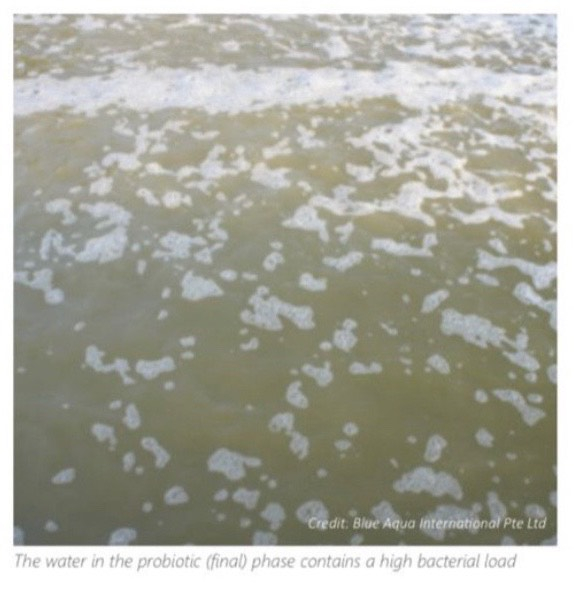 Nước ở giai đoạn vi sinh vật (giai đoạn cuối) chứa một lượng lớn lợi khuẩn