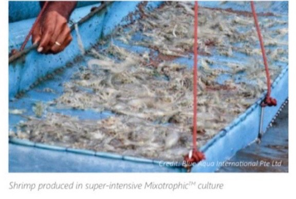 Tôm được nuôi trong hệ thống siêu thâm canh Mixotrophic.