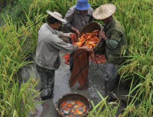 Nuôi Trồng Kết Hợp