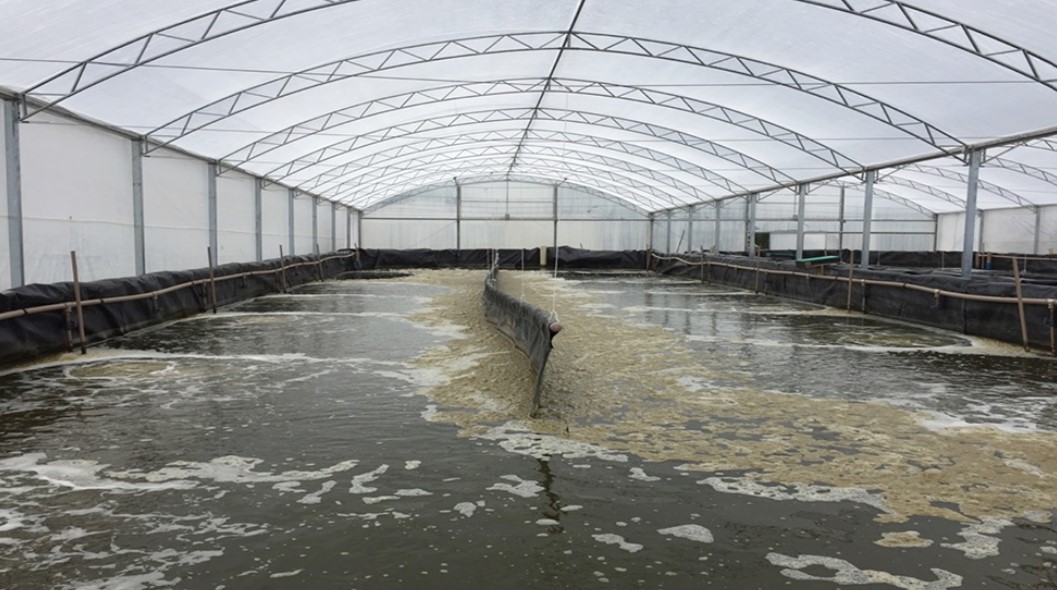 Hệ số hiệu chỉnh được đề xuất để cải thiện quy trình cho ăn của tôm, xem xét nhiệt độ nước trong hệ thống sản xuất biofloc (BFT) sẽ tối đa hóa hiệu quả sản xuất tôm trong hệ thống BFT.