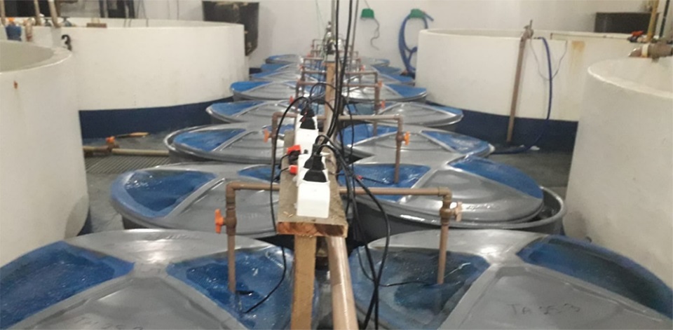 Hệ thống thí nghiệm bao gồm mười lăm máy sục khí và máy nước nóng