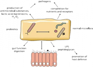 Hoạt động của hệ vi sinh vật bình thường và lợi khuẩn phối hợp với vật chủ