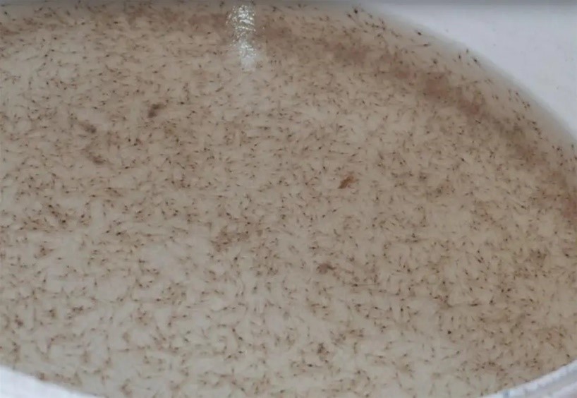 Kết quả của nghiên cứu này cải thiện việc sử dụng các thử nghiệm sốc độ mặn và cải thiện các quy trình