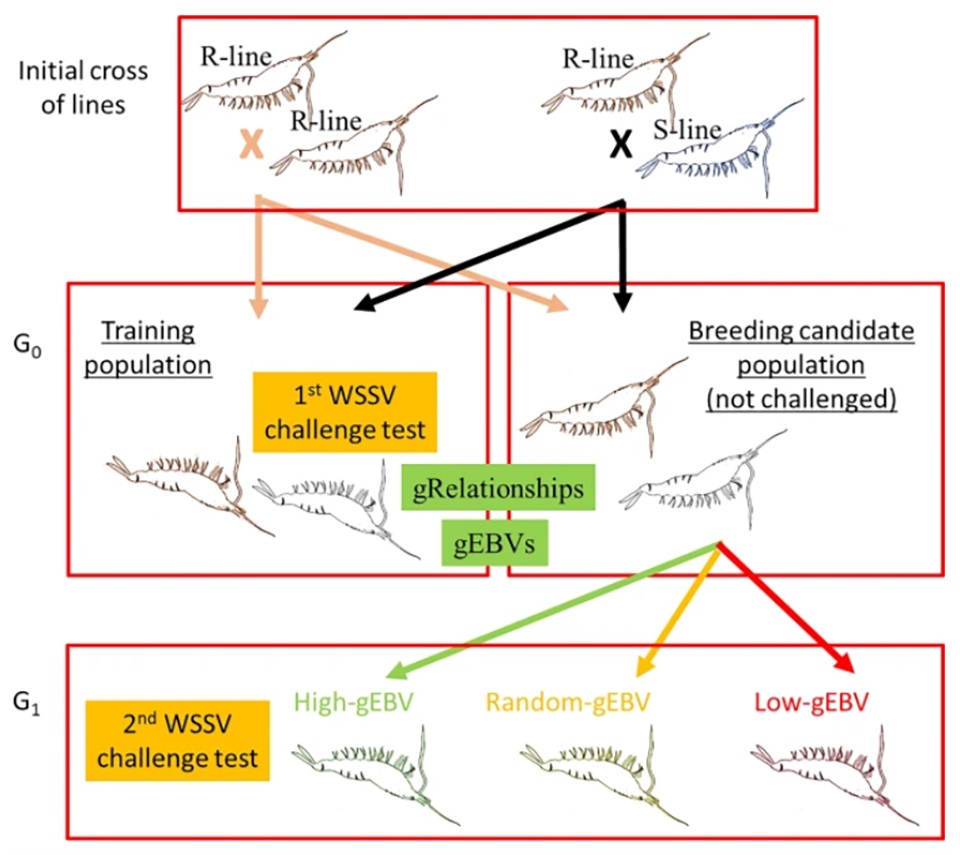 Nguồn gốc của tôm trong thí nghiệm