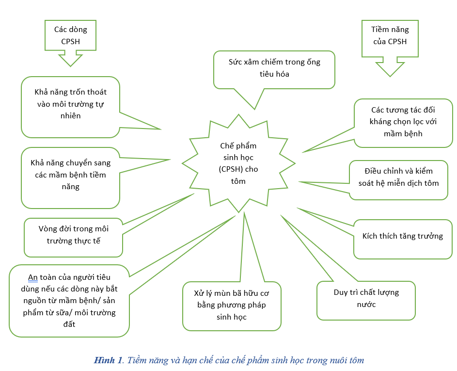 Tiềm năng và hạn chế của chế phẩm sinh học trong nuôi tôm