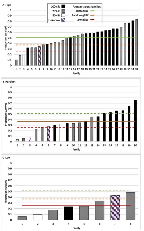 Tỷ lệ sống sót trong mỗi họ tôm được cảm nhiễm đối với giá trị giống ước tính bộ gen (gEBV) cao (A), ngẫu nhiên (B) và thấp (C)
