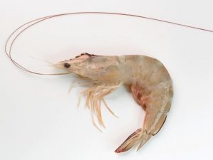 Úc Thiết Lập Chương Trình Lai Tạo Giống Để Thúc Đẩy Nuôi Tôm Bạc Thẻ Fenneropenaeus Merguiensis.