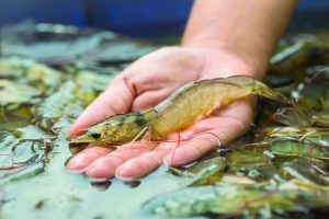 Chất thủy phân như một thành phần chức năng trong thức ăn của tôm thẻ chân trắng Thái Bình Dương