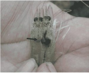 Con tôm bên phải đã bị nhiễm AHPND-EMS