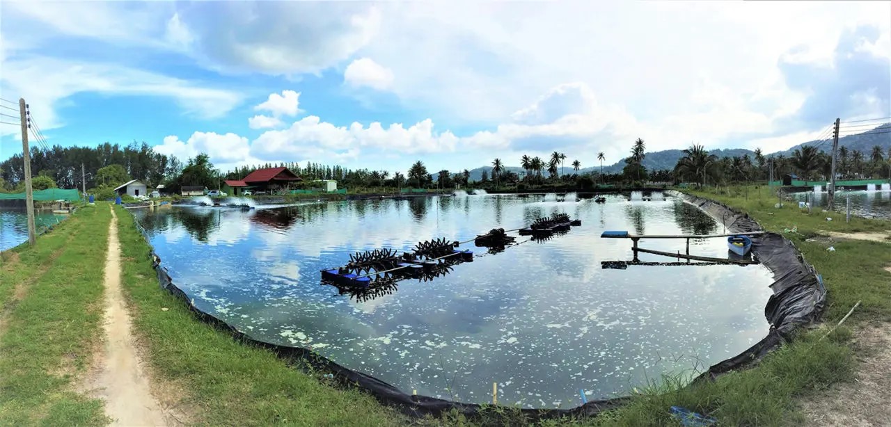 Các quần thể vi sinh vật trong ruột tôm, nước ao và trầm tích khác biệt đáng kể trong hệ thống Aquamimicry