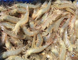 Kết quả của nghiên cứu này nhằm đánh giá các điều kiện môi trường và các hoạt động của quần thể vi khuẩn