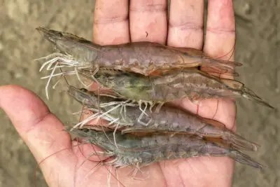 Nghiên cứu này đã đánh giá sự khác nhau giữa các dòng thẻ L. vannamei được nuôi trong điều kiện ao nuôi có kiểm soát