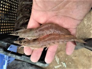 Giải quyết vấn đề nói trên là sử dụng điện cực dùng một lần