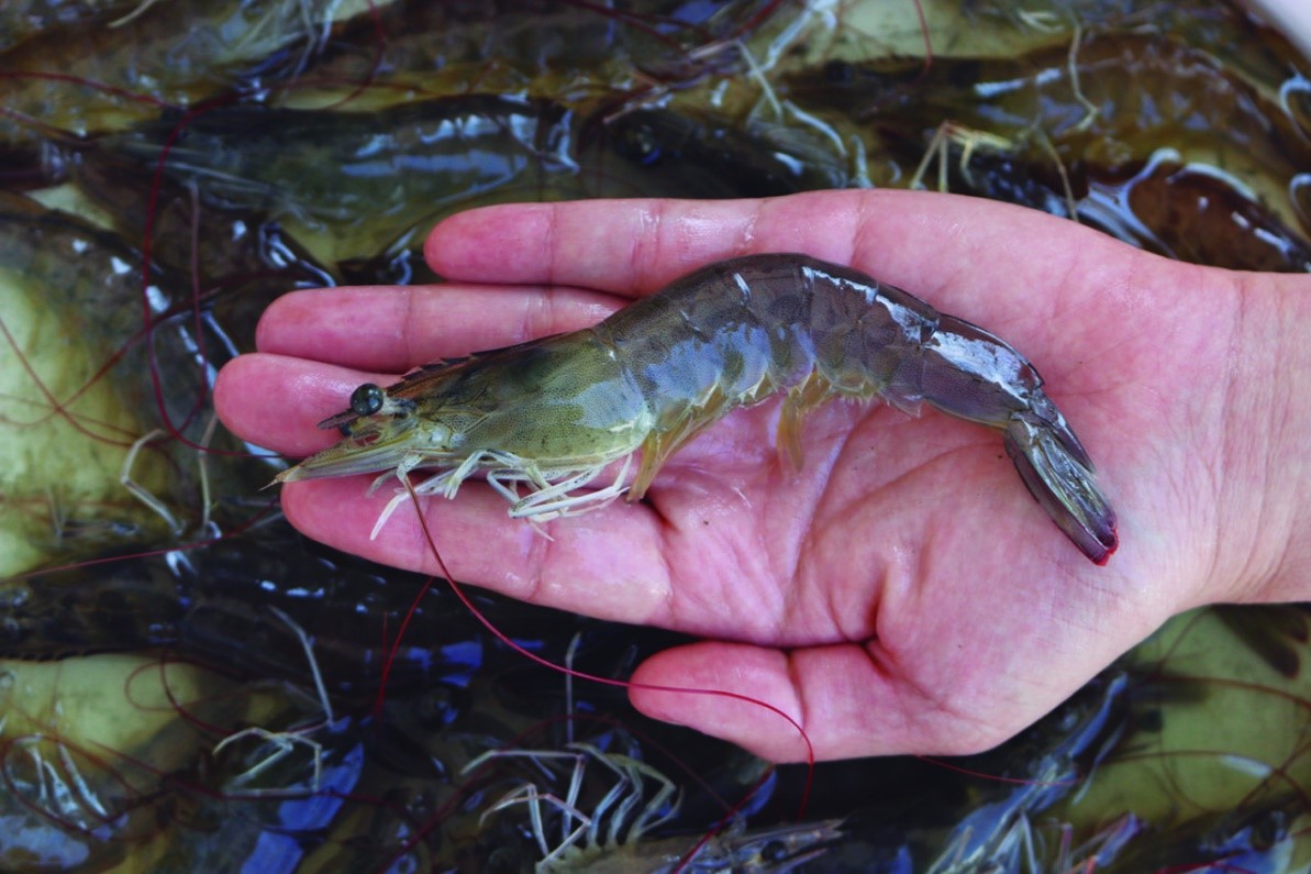 Điều chỉnh sự thiếu hụt và biến động của khoáng chất trong nước ao nuôi thông qua chế độ ăn bổ sung có thể cải thiện sản lượng và lợi nhuận của tôm.