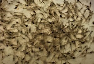 Kết quả của nghiên cứu cho thấy ứng dụng tiềm năng của BFT trong việc kiểm soát và quản lý dịch bệnh trong ngành nuôi tôm