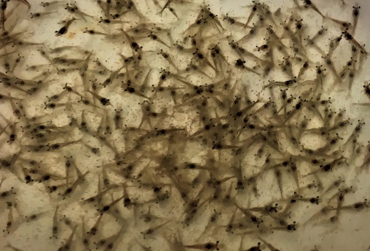 Kết quả của nghiên cứu cho thấy ứng dụng tiềm năng của BFT trong việc kiểm soát và quản lý dịch bệnh trong ngành nuôi tôm