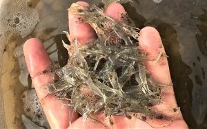 Việc bổ sung vi khuẩn probiotic Bacillus velezensis vào chế độ ăn đối với sự tăng trưởng và sức khỏe của tôm thẻ chân trắng Thái Bình Dương