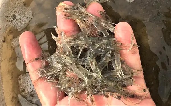 Việc bổ sung vi khuẩn probiotic Bacillus velezensis vào chế độ ăn đối với sự tăng trưởng và sức khỏe của tôm thẻ chân trắng Thái Bình Dương