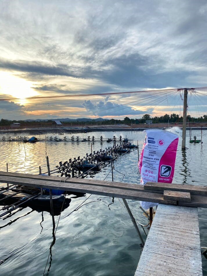 Các nghiên cứu cho rằng người nuôi cá có thể sử dụng vi tảo để ngăn chặn sự phát triển của mầm bệnh