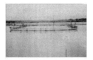 Hệ thống “nuôi nước xanh” đối với việc nuôi ghép tôm sú Penaeus monodon thương phẩm và cá rô phi