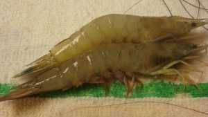 Những Sự Thật Và Lầm Tưởng Về Dòng Tôm SPF Trong Nuôi Trồng Thủy Sản