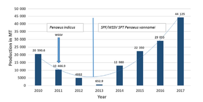 Sự phục hồi sản lượng tôm ở Ả Rập Xê Út