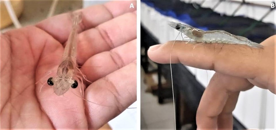 Thu hoạch tôm thẻ L.vannamei giai đoạn đang trưởng thành được nuôi hệ thống ương synbiotic trong môi trường nước biển và nước có độ mặn thấp