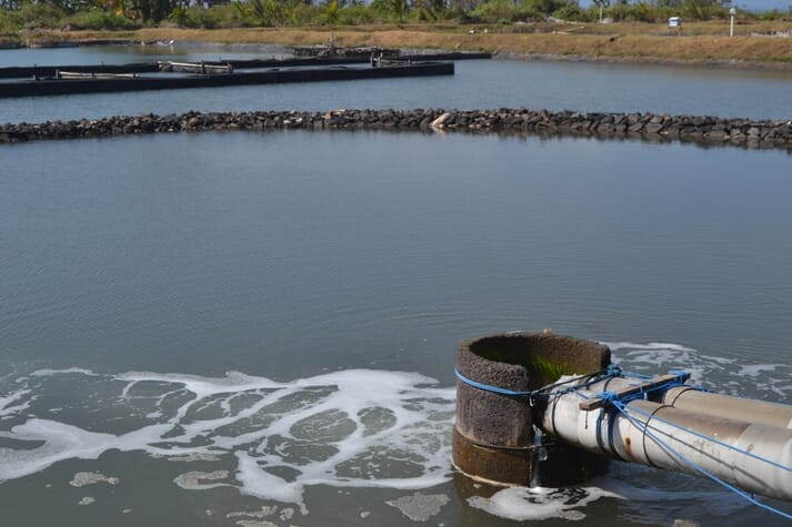 Việc duy trì con giống sạch, nước sạch và ao sạch là rất quan trọng trong việc phòng chống bệnh AHPND