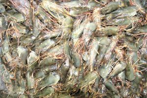 Kết quả của nghiên cứu này cho thấy tiềm năng tận dụng chất thải trong chế biến tôm sú P. monodon thành bột có giá trị gia tăng