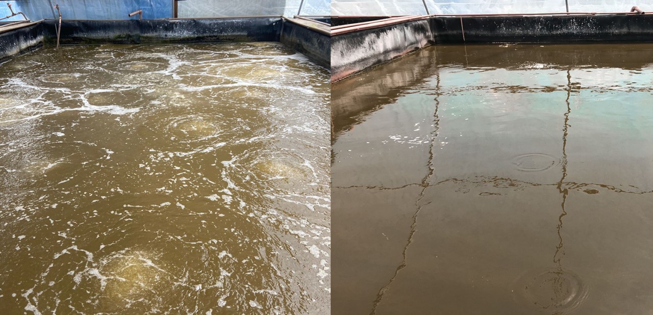 Hình ảnh các bể có hệ thống sục khí (trái) và không có hệ thống sục khí (phải)