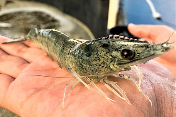 Nghiên cứu này đánh giá khả năng sống sót của tôm thẻ chân trắng giai đoạn chưa trưởng thành