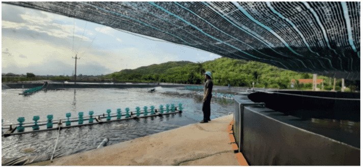 Trong thử nghiệm này, hệ thống Semi Biofloc giúp tăng gấp đôi sản lượng tôm so với các hệ thống nuôi thông thường