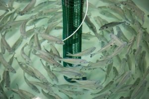 Tiêu chuẩn ASC mới bao gồm các yêu cầu về giám sát năng lượng và phát triển các chiến lược để giảm chất thải trong các hệ thống RAS