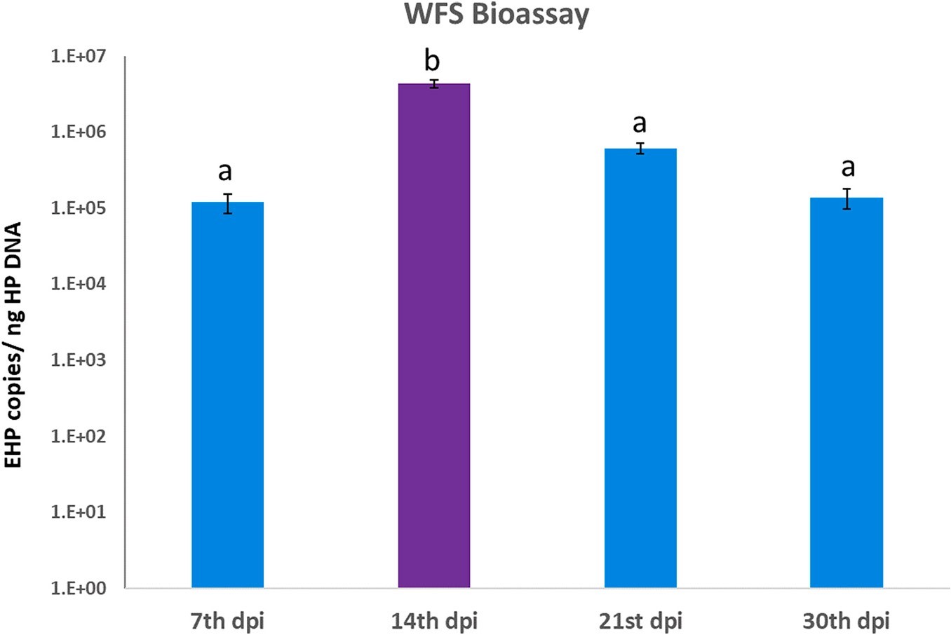 Bản sao EHP-DNA trong WFS bị ảnh hưởng