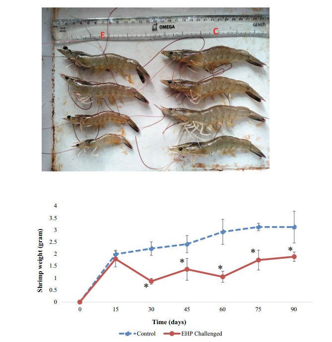 Tôm cảm nhiễm EHP được quan sát thấy chậm lớn và thay đổi kích thước