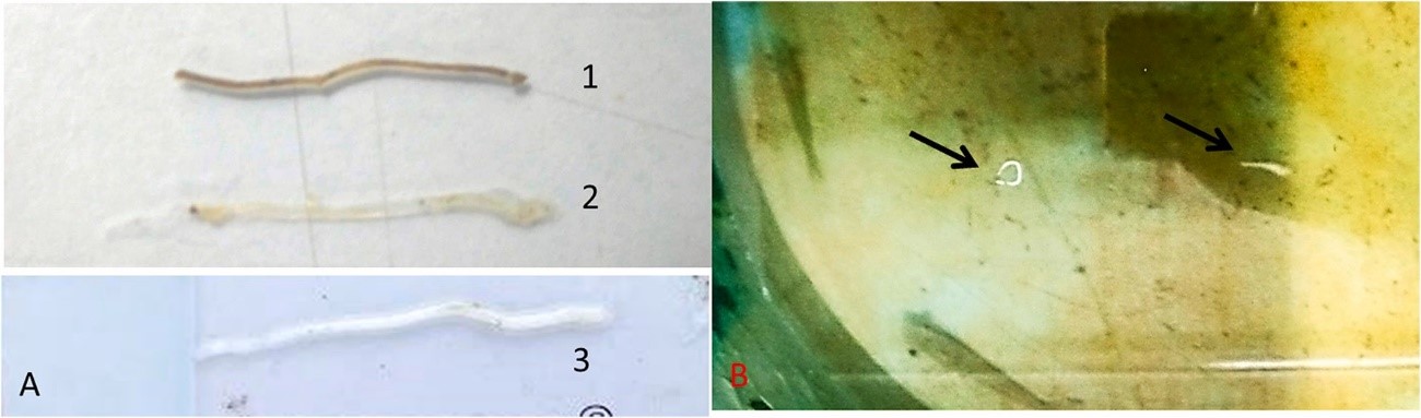 WFS Thử nghiệm sinh học