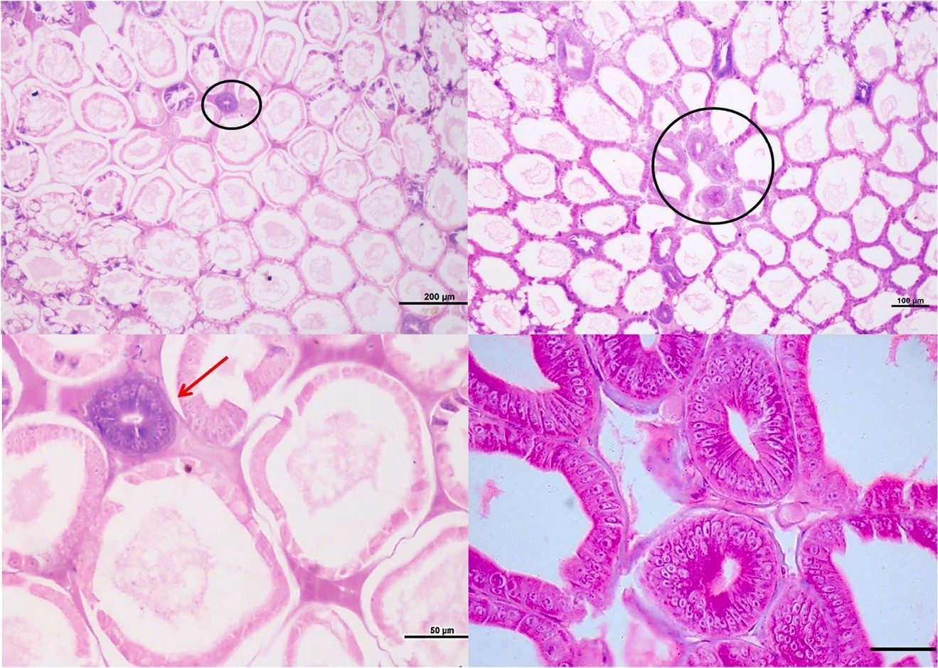 WFS phân giải các ống HP của tôm bằng các tế bào E tái sinh