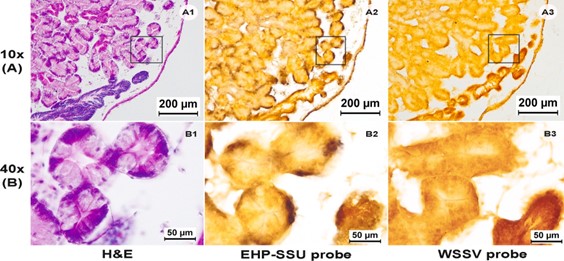 Ảnh chụp vi thể nhuộm H&E và ISH của tuyến tiêu hóa của M. leucophaeata dương tính với EHP-PCR