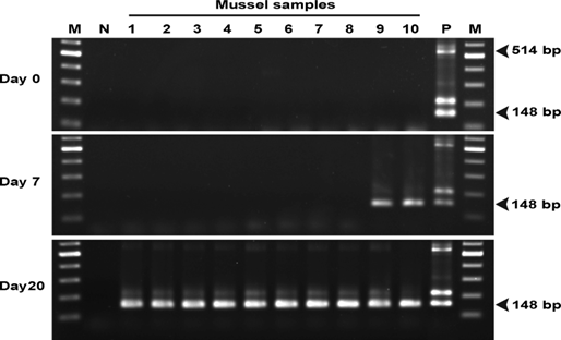 Điện di trên gel agarose sử dụng SWP-PCR của các mẫu được thu thập ở ngày