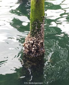 Hinh-1.-Anh-chup-loai-vem-Mytilopsis-leucophaeata-bam-tren-tru-cau-trong-ao-nuoi-tom.