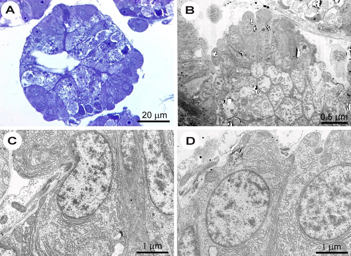 Hình ảnh chụp vi mô của semithin