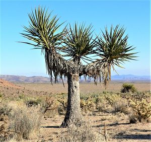 Nghiên cứu này đánh giá về những tác động tích cực của cây Mojave Yucca