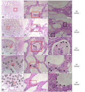 Những vòng tròng đen cho thấy khu vực có EHP