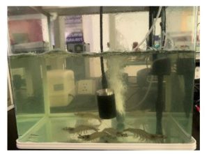 Hình 3. Vị trí của hydrophone