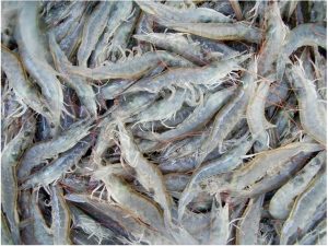 Tôm thí nghiệm khi thu hoạch