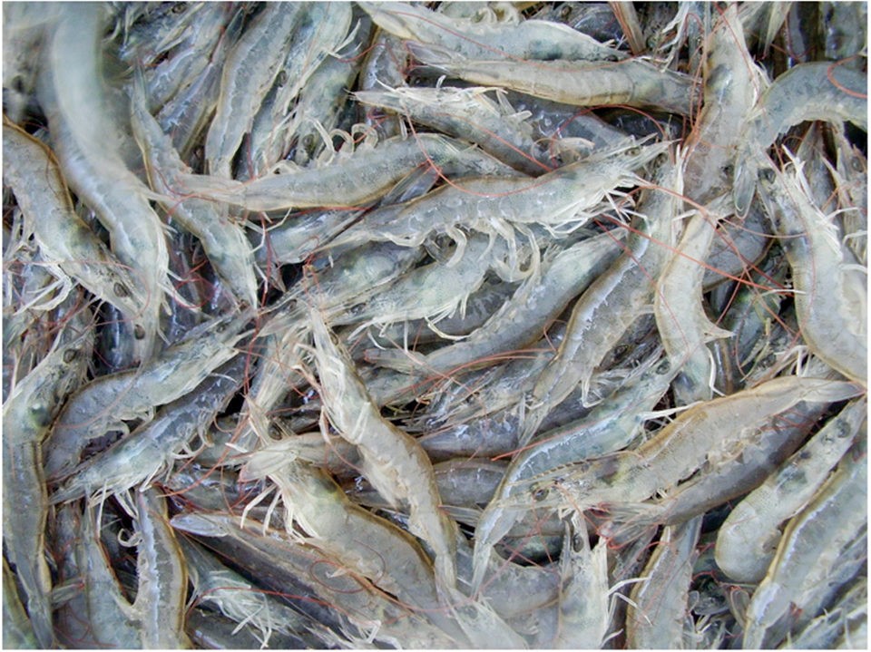 Tôm thí nghiệm khi thu hoạch