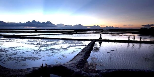 Galda có thể được nuôi trong ao nước ngọt cùng với các loài khác, chẳng hạn như cá chép © Mạng lưới hải sản Bangladesh